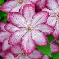 J van Zoest Clematis