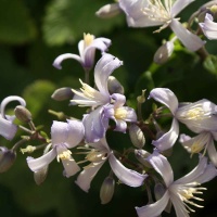 Ground Cover