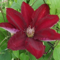 Raymond Evison Clematis