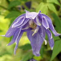 Atragene Spring Flowering