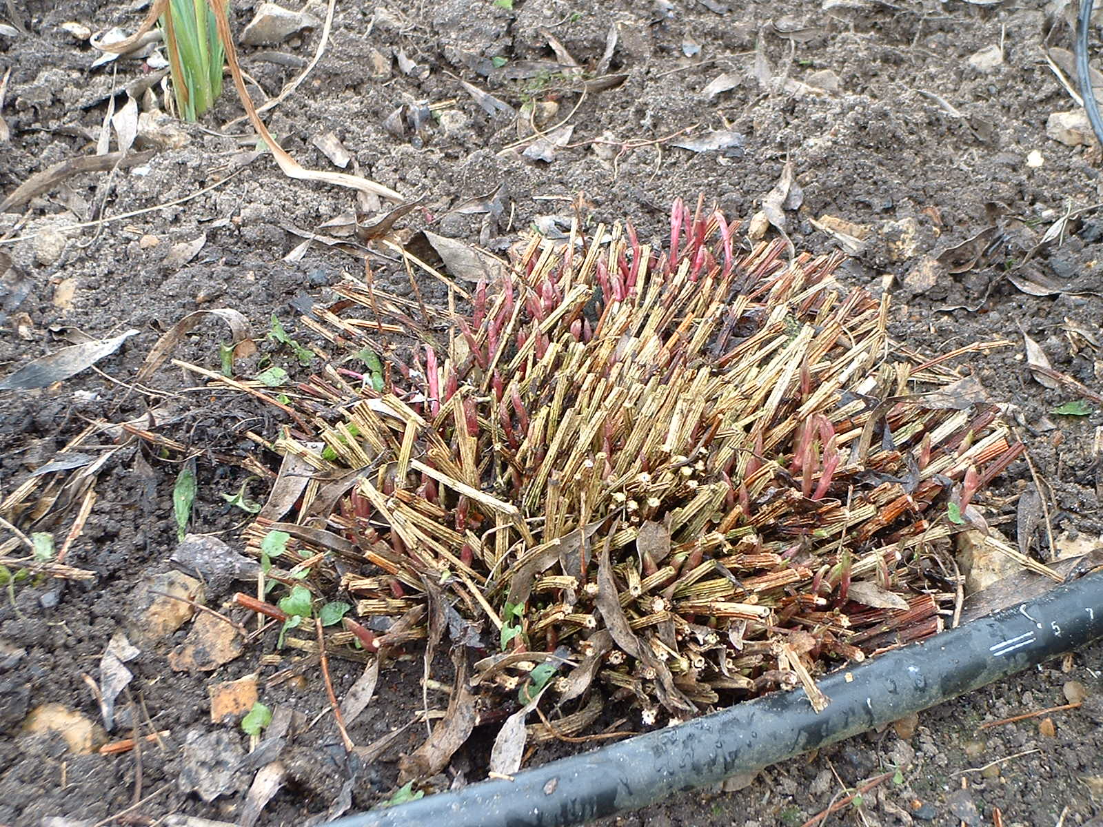 Integrifolia Pruned