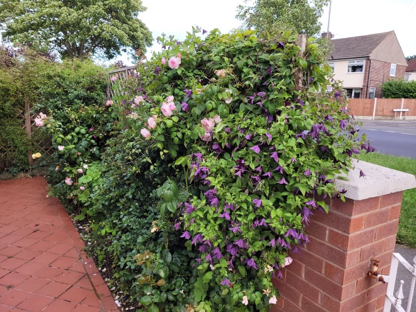 Clematis Black Prince