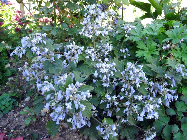 Clematis Blue Dwarf
