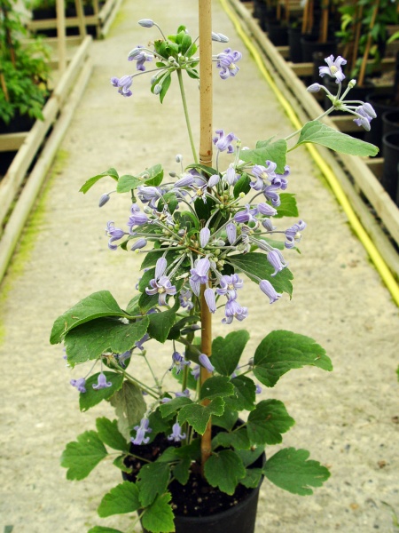 Clematis Blue Dwarf