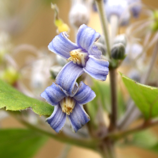 Clematis Blue Dwarf