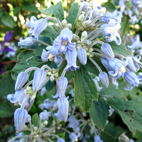 Clematis Blue Dwarf