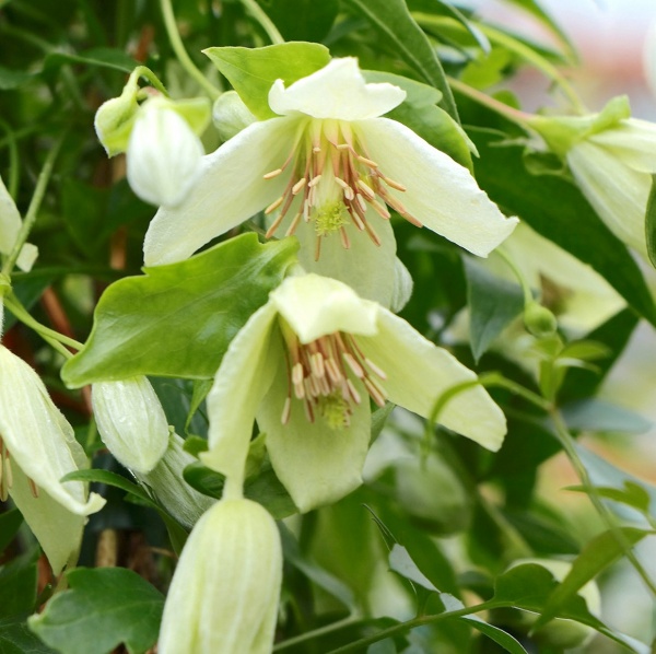 Clematis Christmas Surprise