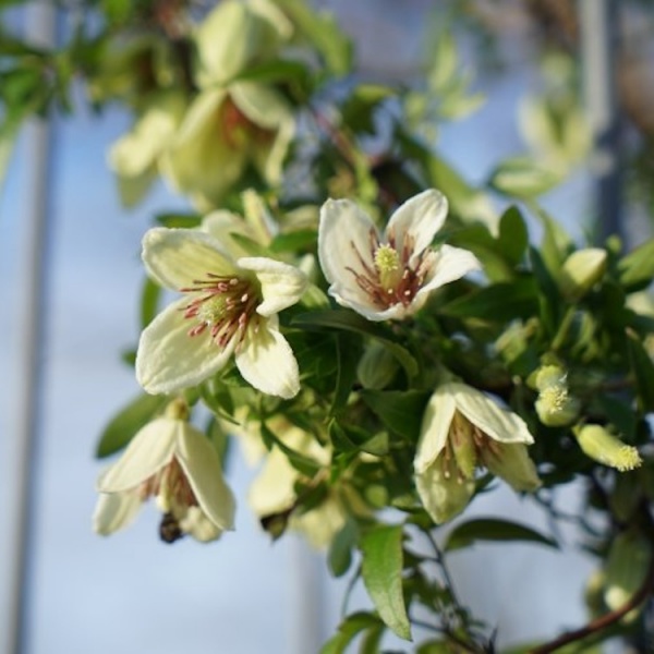 Clematis Christmas Surprise