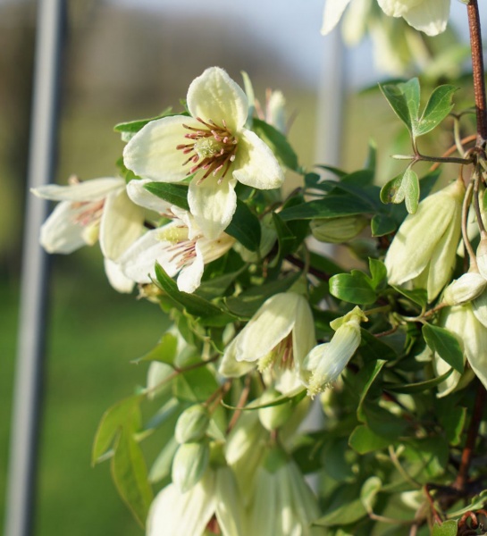 Clematis Christmas Surprise