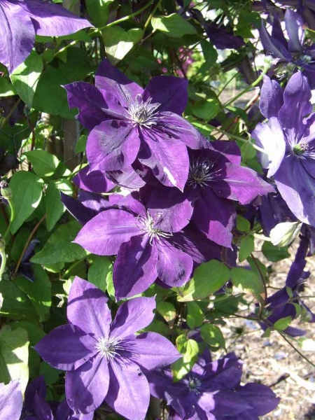 Clematis AMETHYST BEAUTY Evipo043