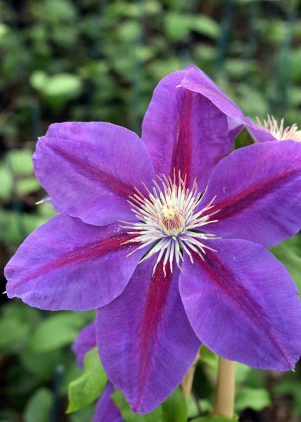 Clematis ANNA-LOUISE Evithree