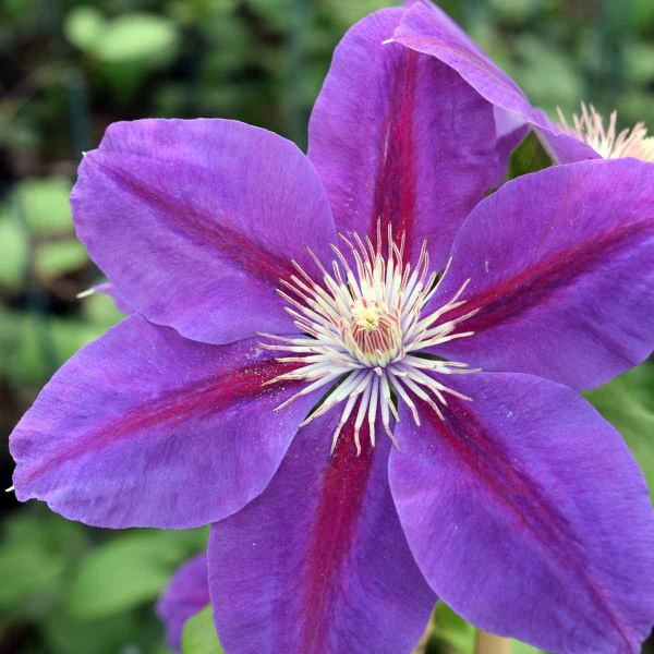 Clematis ANNA-LOUISE Evithree