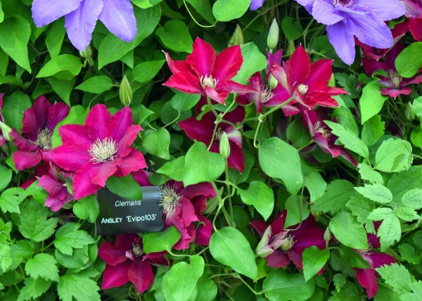 Clematis ANSLEY Evipo103
