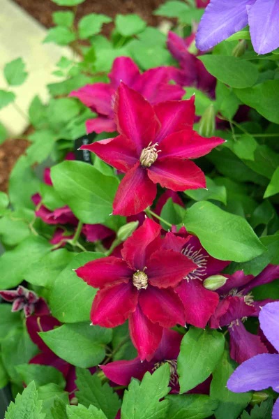 Clematis ANSLEY Evipo103