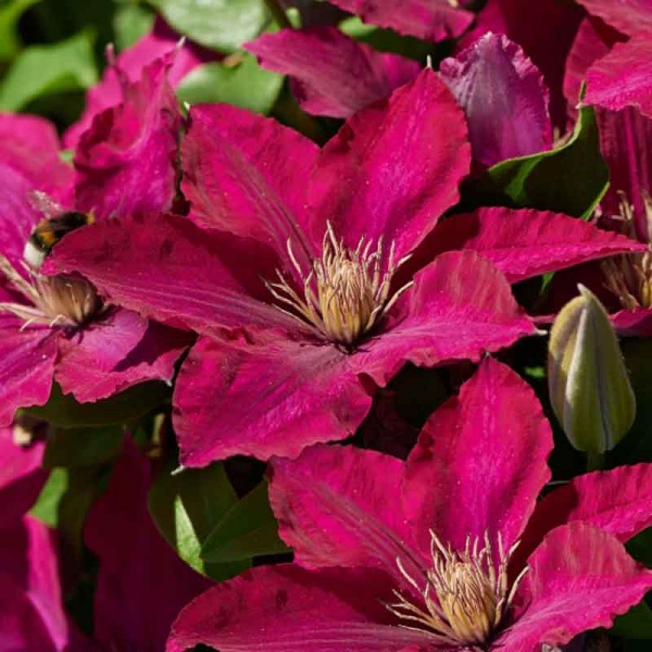 Clematis TEKLA Evipo069 Superior Quality Climbers - thorncroftclematis ...