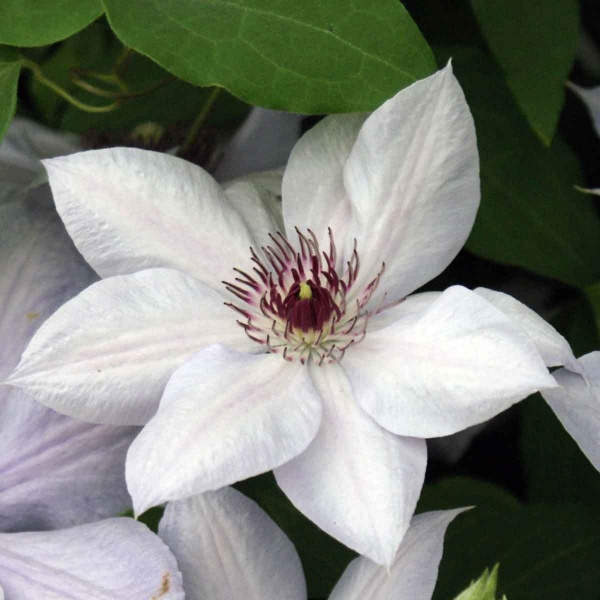 Clematis BERNADINE Evipo061