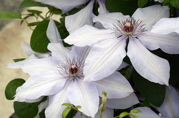 Clematis BERNADINE Evipo061