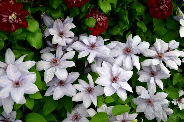 Clematis BERNADINE Evipo061