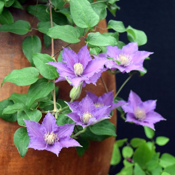 Clematis BIJOU Evipo030