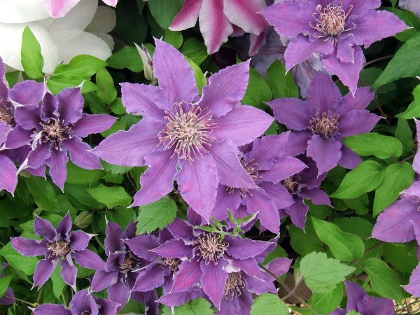 Clematis BIJOU Evipo030