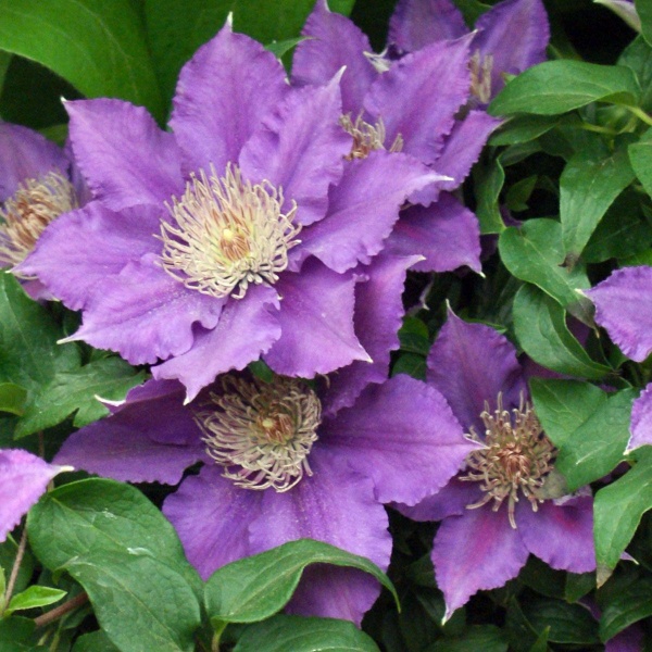 Clematis BIJOU Evipo030