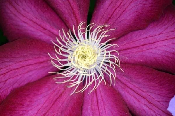 Clematis BOURBON Evipo018