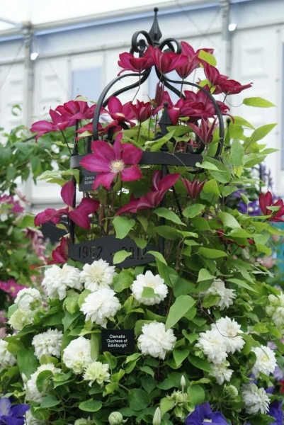 Clematis BOURBON Evipo018