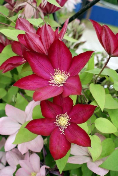 Clematis BOURBON Evipo018