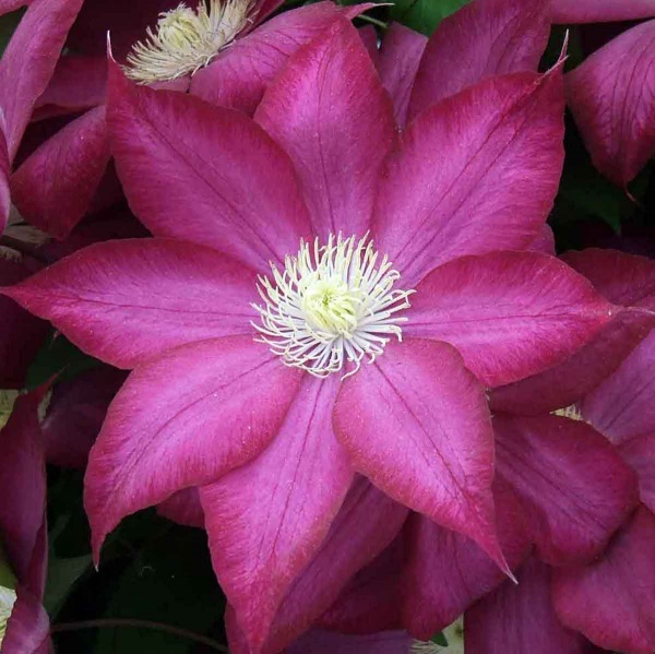 Clematis BOURBON Evipo018