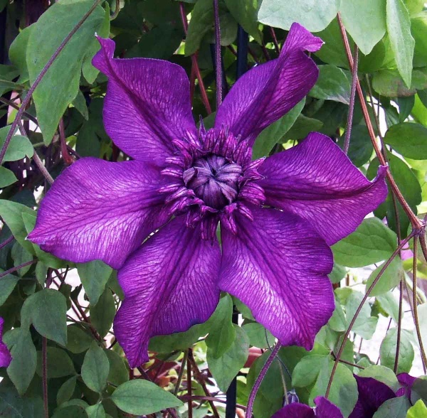 Clematis CASSIS Evipo020