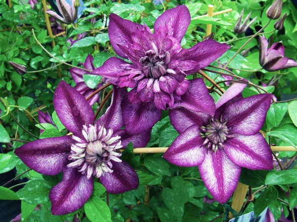 Clematis CASSIS Evipo020