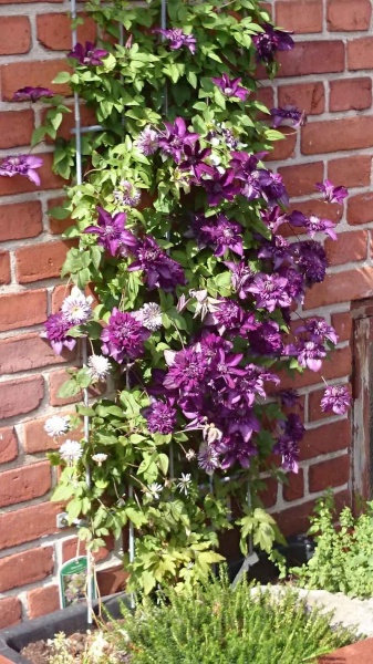 Clematis CASSIS Evipo020