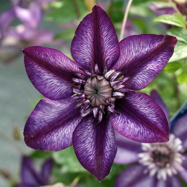 Clematis CASSIS Evipo020