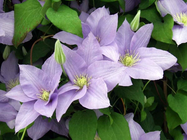 Clematis CEZANNE Evipo023