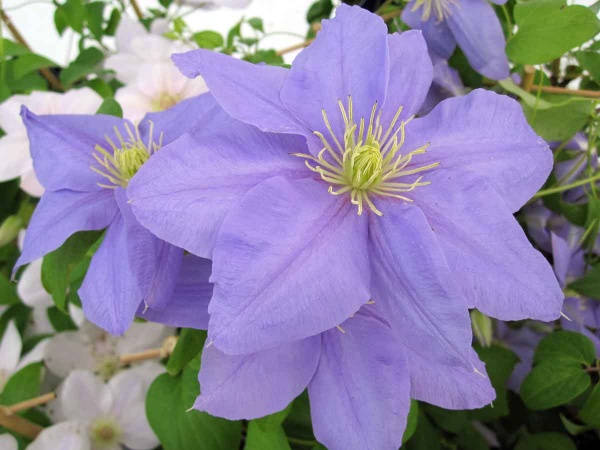 Clematis CEZANNE Evipo023