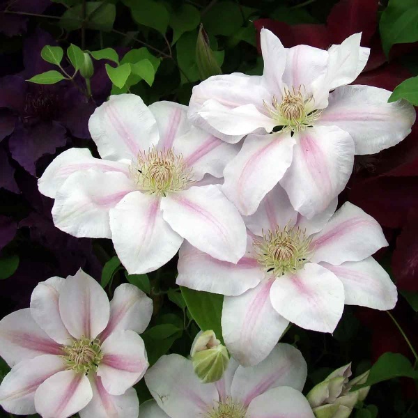 Clematis CHANTILLY Evipo021