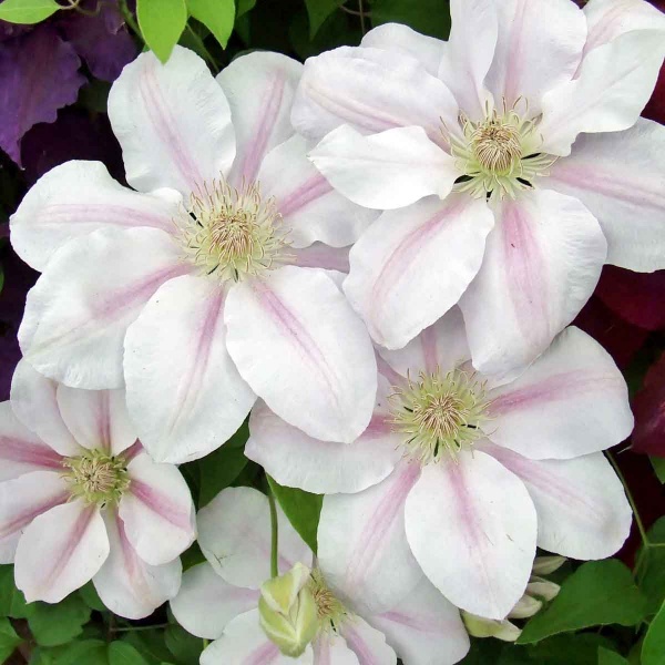 Clematis CHANTILLY Evipo021