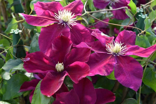 Clematis CHARMAINE Evipo022