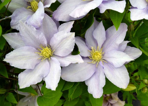 Clematis CHELSEA Evipo100