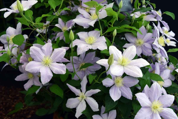 Clematis CHELSEA Evipo100