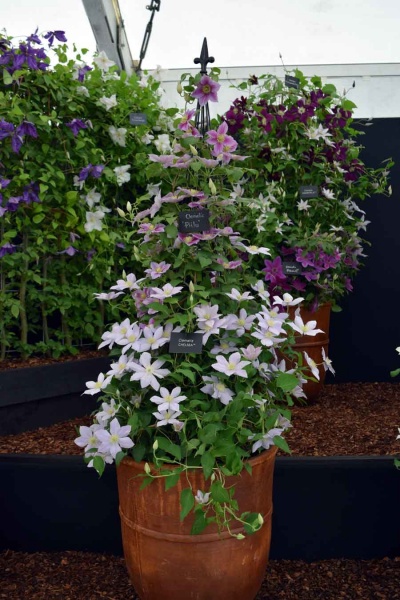 Clematis CHELSEA Evipo100