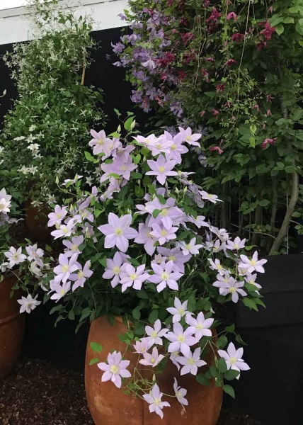 Clematis CHELSEA Evipo100