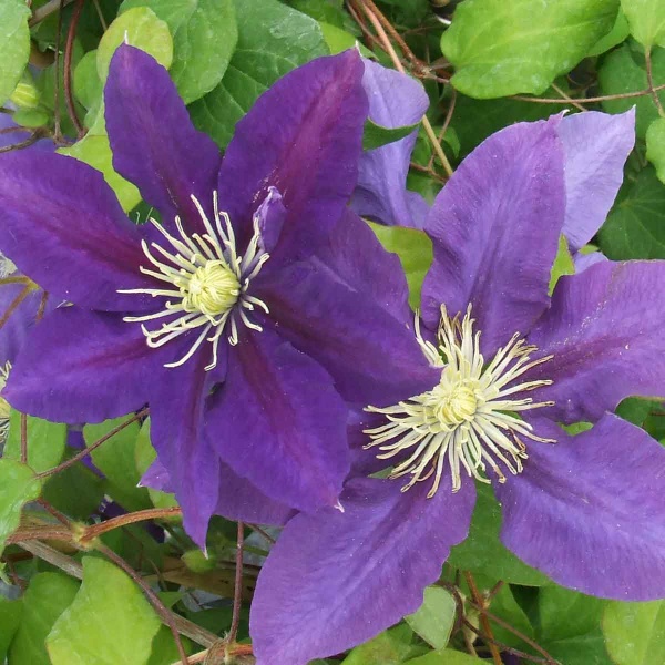 Clematis CHEVALIER Evipo040