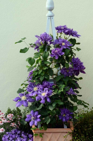 Clematis CHEVALIER Evipo040