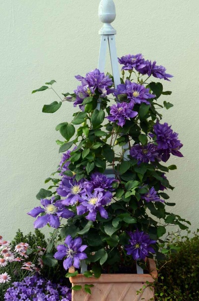 Clematis CHEVALIER Evipo040