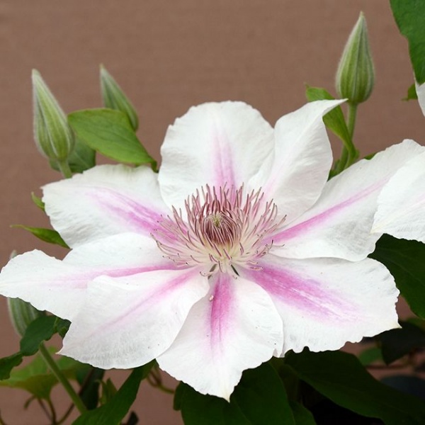 Clematis CORINNE Evipo063