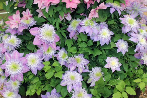 Clematis CRYSTAL FOUNTAIN Fairy Blue Evipo038