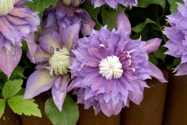 Clematis DIAMANTINA Evipo039