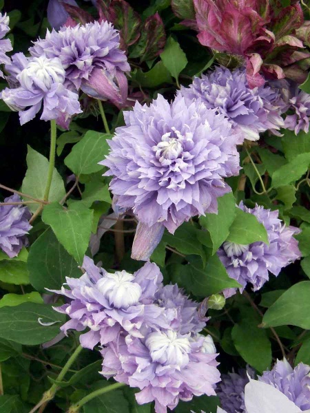 Clematis DIAMANTINA Evipo039
