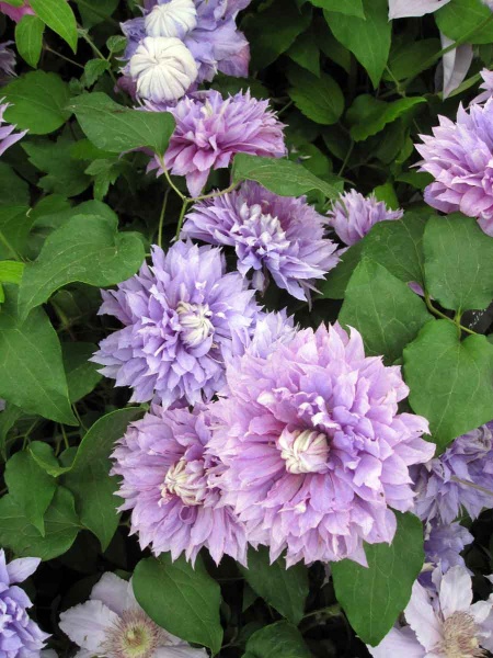 Clematis DIAMANTINA Evipo039